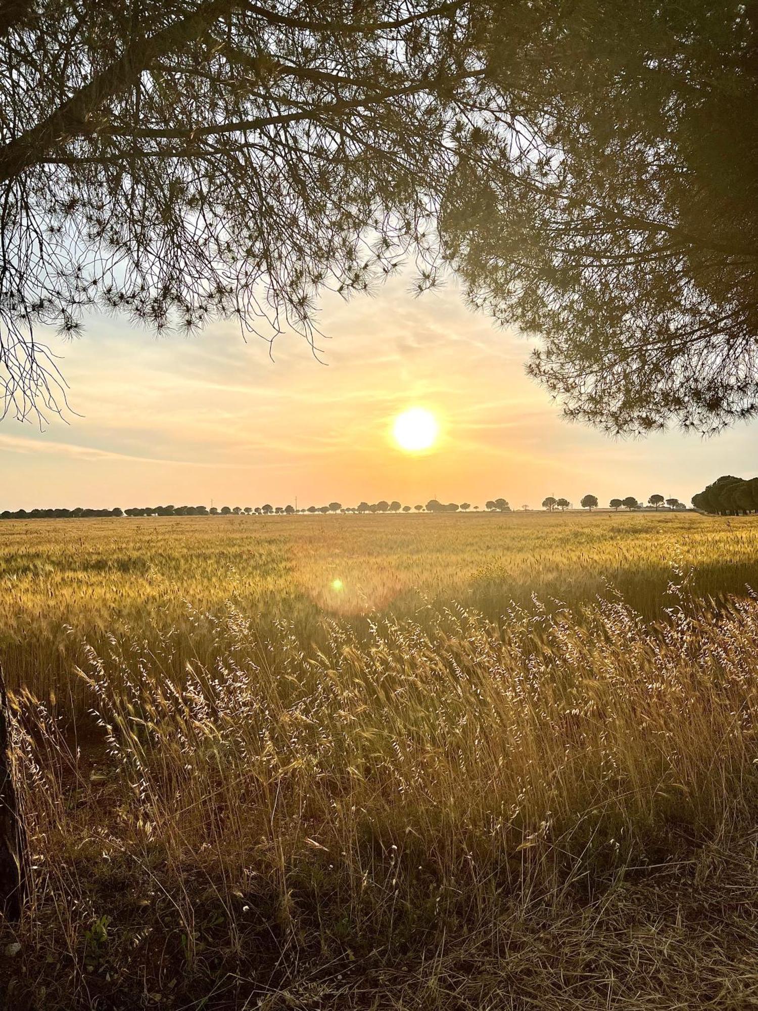 Masseria Casina Montana Corigliano dʼOtranto Εξωτερικό φωτογραφία